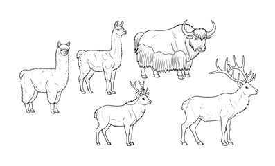 Fototapeta premium Livestock and wild hoofed animals set featuring llama yak and deer species vector line art coloring page