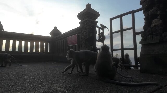 Long-tailed macaques monkeys run across Uluwatu Temple at dusk in slow motion. Monkeys jumping in Bali, Indonesia. 