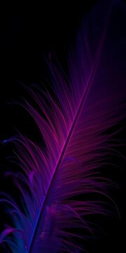 Feather barbules, infinitesimally fine, catch diffused studio light Subtle, ethereal beauty amplified ,  texture,  fine