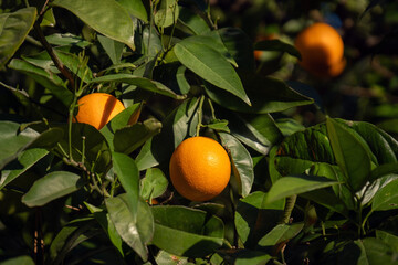 orange tree. Orange fruits among green leaves.