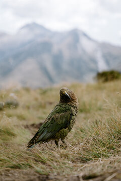 Kea at Brewster Hut, New Zealand 