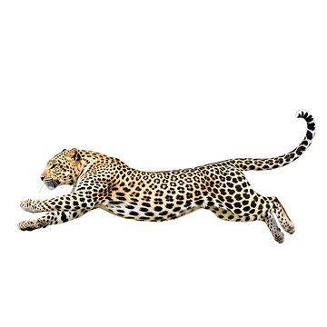 A leopard is running quickly across the field