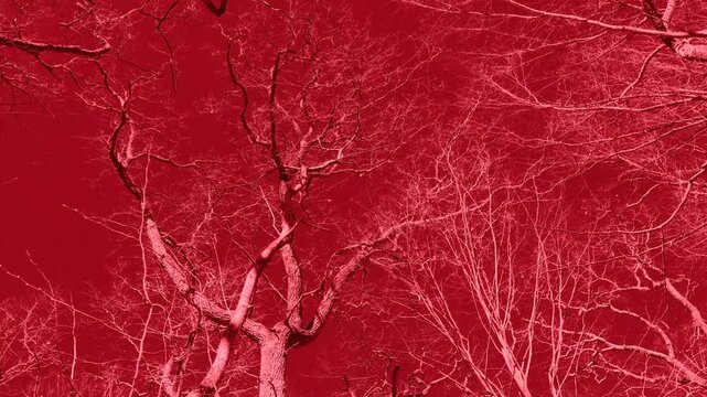Looking up into a group of leafless large trees that are moving in the wind a forest scene in a monochromatic surreal red filter