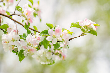 Obraz premium Close-up of a blossoming apple tree branch