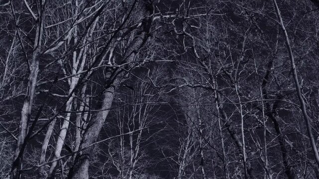 Looking up into a group of leafless large trees that are moving in the wind a forest scene in a monochromatic surreal filter