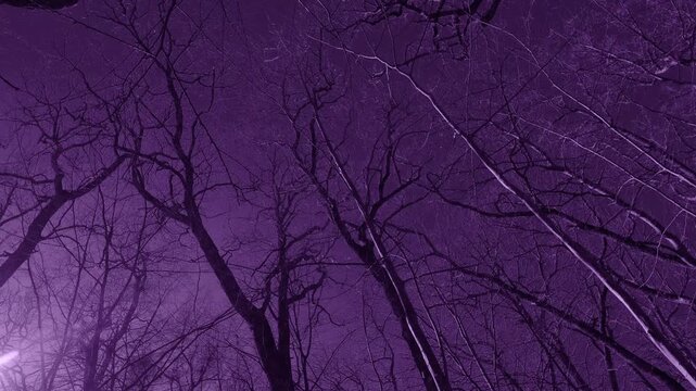 Looking up into a group of leafless large trees that are moving in the wind a forest scene in a monochromatic surreal pueple filter