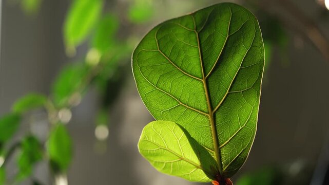 Macro close-up shot of a vibrant green fiddle leaf fig plant leaf, ficus lyrata, backlit by warm morning sunlight, showcasing its intricate texture and detailed veins