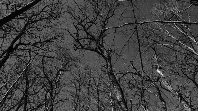 Looking up into a group of leafless large trees that are moving in the wind a forest scene in a monochromatic surreal filter