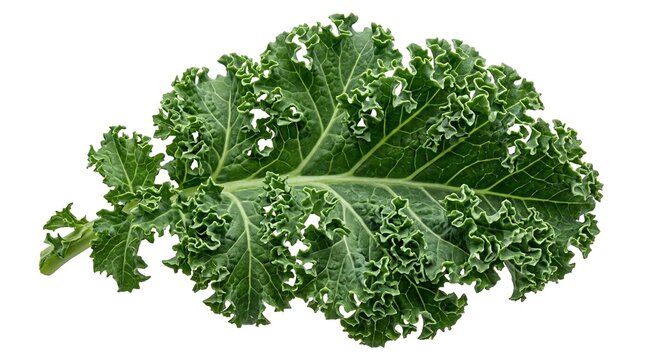 A vibrant bunch of curly kale leaves on a white background