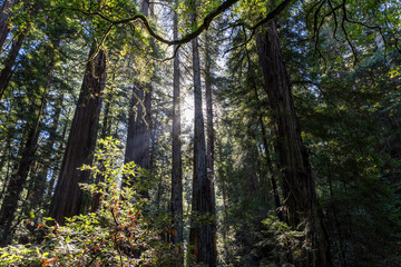 Fototapeta premium A Redwood Forest Bay Area