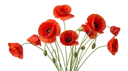 Fototapeta premium Bouquet of red poppy flowers on white background