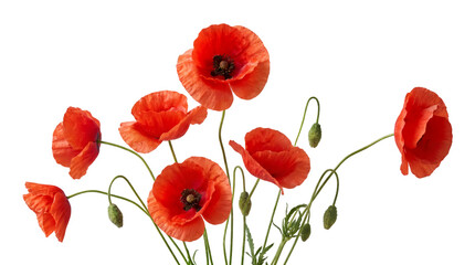 Red poppy flowers on white background