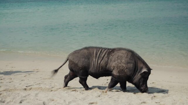 Wild pig digging for food on a tropical sandy beach