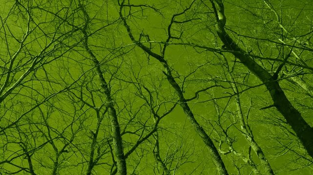 Looking up into a group of leafless large trees that are moving in the wind a forest scene in a monochromatic surreal green filter
