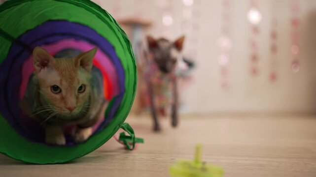 Playful grey sphynx cat wearing a patterned hoodie cautiously approaches and sniffs a neon green spinning top while a ginger kitten intently watches the action from inside a colorful tunnel