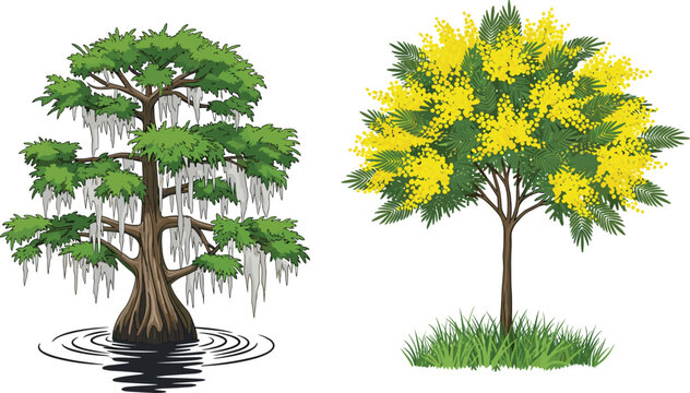 Vector illustration of a majestic swamp cypress with Spanish moss and a blooming yellow mimosa tree isolated on white background