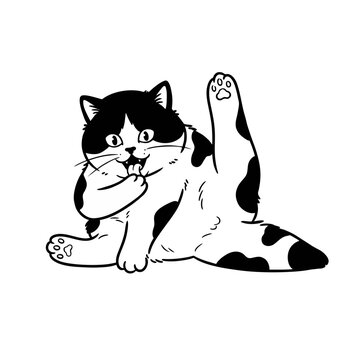 Cute Chubby Spotted Cat Doodle Illustration Sitting With One Raised Leg And Licking Paw Funny Pose Isolated Black And White Line Art