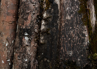 Obraz premium wood texture in high contrast and good resolution