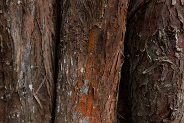 Fototapeta premium wood texture in high contrast and good resolution
