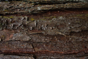 Fototapeta premium wood texture in high contrast and good resolution