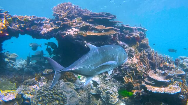 Slow motion video of a giant trevally swimming above the coral reef in the clear tropical water of Lady Elliot Island, Queensland, Australia.