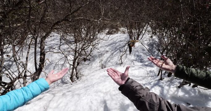 Three people offering snack from their hands to wild bird flying down to grab piece of food. Slow motion shot. Snowy mountain area at Huanglong National Park during a sunny day in winter.
