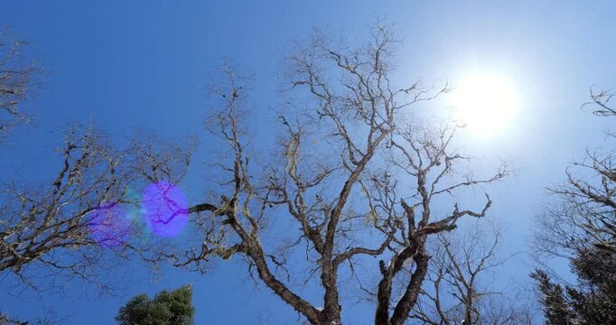 Upward view of bare tree with intricate branches reaching for bright sunshine against clear blue sky in Huanglong Valley, creating striking natural silhouette with lens flare.