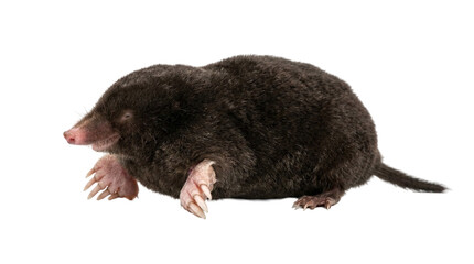 Mole side view digging