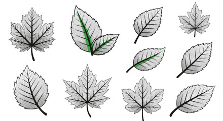 Collection of hand drawn line art autumn leaf silhouettes with detailed veins