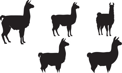 Fototapeta premium Five black llama silhouettes on white background animals