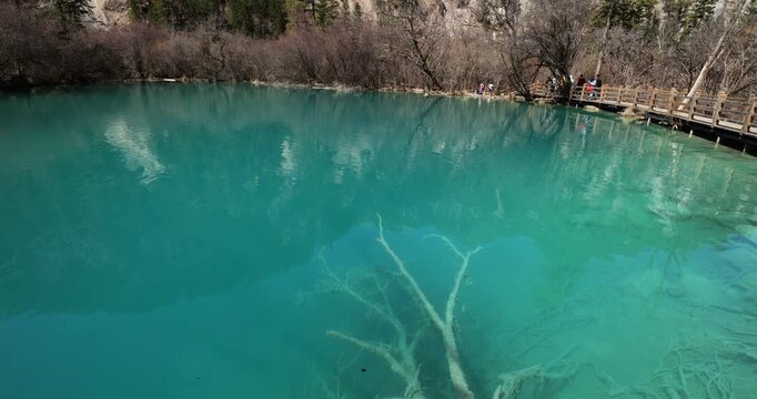 Stunning turquoise lake revealing fallen tree trunk at bottom. Camera tilt up and shows forested mountains and wooden walkway in Jiuzhaigou Valley. A popular Chinese scenic area and national park