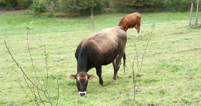 Une vache brune 'Braunvieh', race bovine Suisse &agrave; robe brun fauve broutant l'herbe d'une prairie verdoyante
