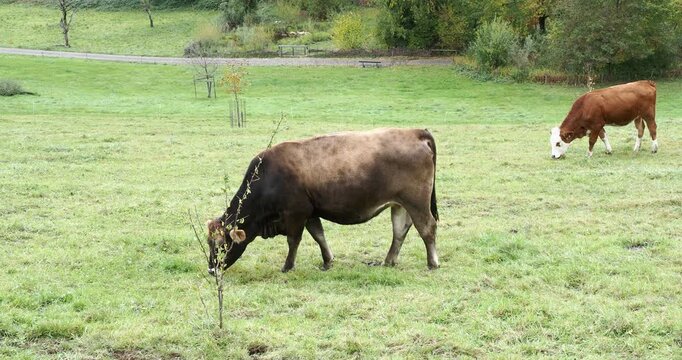 Une vache brune ou Braunvieh &agrave; robe brun-fauve dans un pr&egrave;s accompagn&eacute;e d'une vache Fleckvieh, race des pie rouge des montagnes originaire de Simmental Suisse
