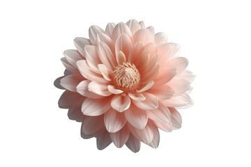 Naklejka premium Pink dahlia flower in full bloom showing delicate petals, a symbol of beauty, nature, and growth with a transparent background