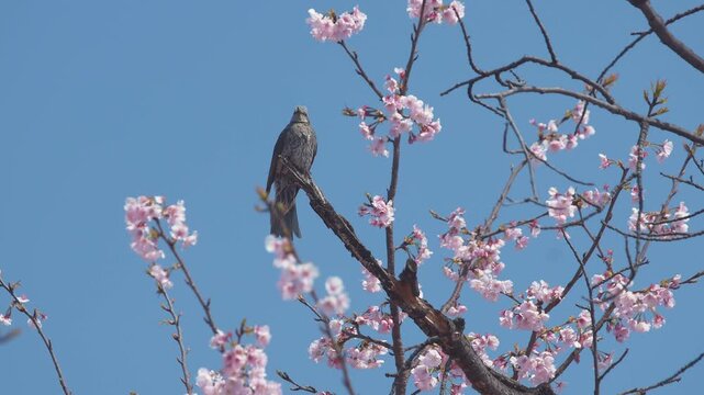 桜の枝に止まって首を振り飛び立つヒヨドリ