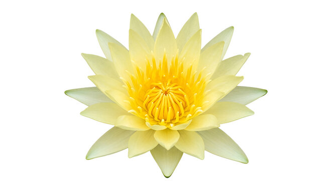 Vibrant yellow water lily flower isolated on transparent background.