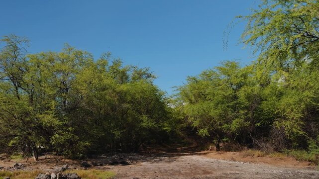  Neltuma pallida (formerly Prosopis pallida) is a species of mesquite tree. It has the common names kiawe (in Hawaii). Puʻukoholā Heiau National Historic Site, The Big Island (Hawaiʻi Island). Pelekan