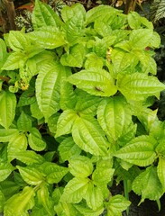Close Up of Fresh Pohpohan Leaves