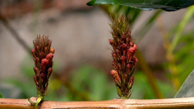Two tiny Tita Phul or Bitter Flower scientifically known as Phlogacanthus thyrsiformsis full bloom in 4K Close Up