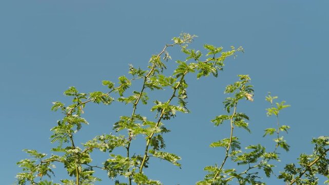 Neltuma juliflora (long-thorn kiawe in Hawaii), formerly Prosopis juliflora, is a shrub or small tree in the family Fabaceae, a kind of mesquite.  Puʻukoholā Heiau, The Big Island (Hawaiʻi Island). 