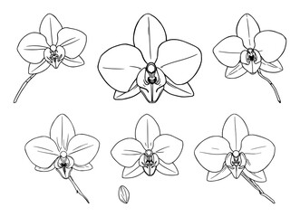 Fototapeta premium Vanilla orchid set with fine line art, botanical spice aesthetic, elegant thin lines, white background featuring pods, flowers, silk with orchids and vines