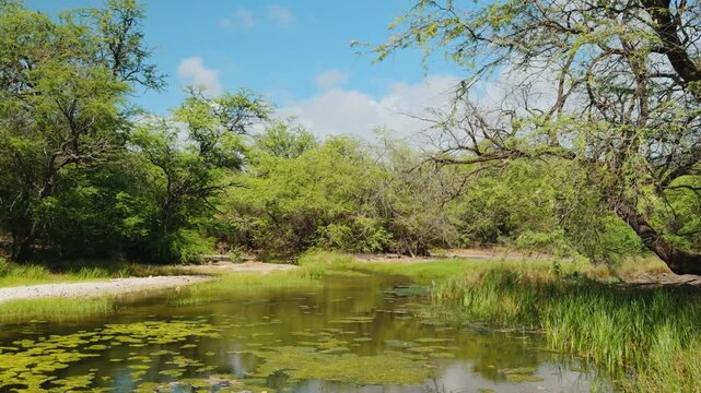  Neltuma pallida (formerly Prosopis pallida) is a species of mesquite tree. It has the common names kiawe (in Hawaii). Puʻukoholā Heiau National Historic Site, The Big Island (Hawaiʻi Island). Pelekan