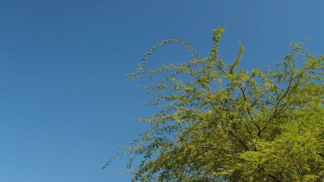 Neltuma pallida (formerly Prosopis pallida) is a species of mesquite tree. It has the common names kiawe (in Hawaii). Puʻukoholā Heiau National Historic Site, The Big Island (Hawaiʻi Island). Pelekane
