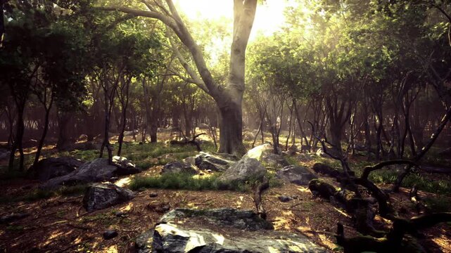 Golden light through ancient trees creates warmth. Backlit trunks glow, scattered stones shine with wet lichen, thin mist rises among undergrowth, mood evokes