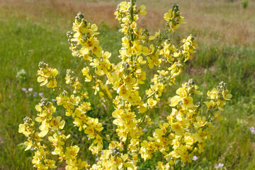 Obraz premium Verbascum Phlomoides Yellow Mullein Wildflower In Meadow