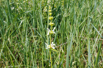 Obraz premium Stachys Atherocalyx Wildflower Growing In Meadow Grass