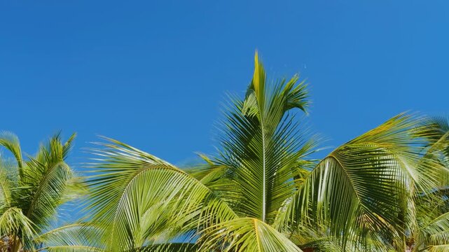 The coconut (Cocos nucifera) is a member of the palm family (Arecaceae) and the only living species of the genus Cocos. Puʻukoholā Heiau National Historic Site, The Big Island (Hawaiʻi Island). Pelek