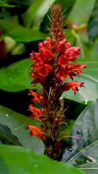 Tita Phul or Bitter Flower scientifically known as Phlogacanthus thyrsiformsis full bloom in 4K Vertical Video
