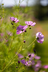 Fototapeta premium Whimsical pink cosmos flowers and buds on a sunny summer day