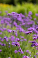 Obraz premium Purple verbena (Verbena bonariensis) flowers in bloom on a summer day